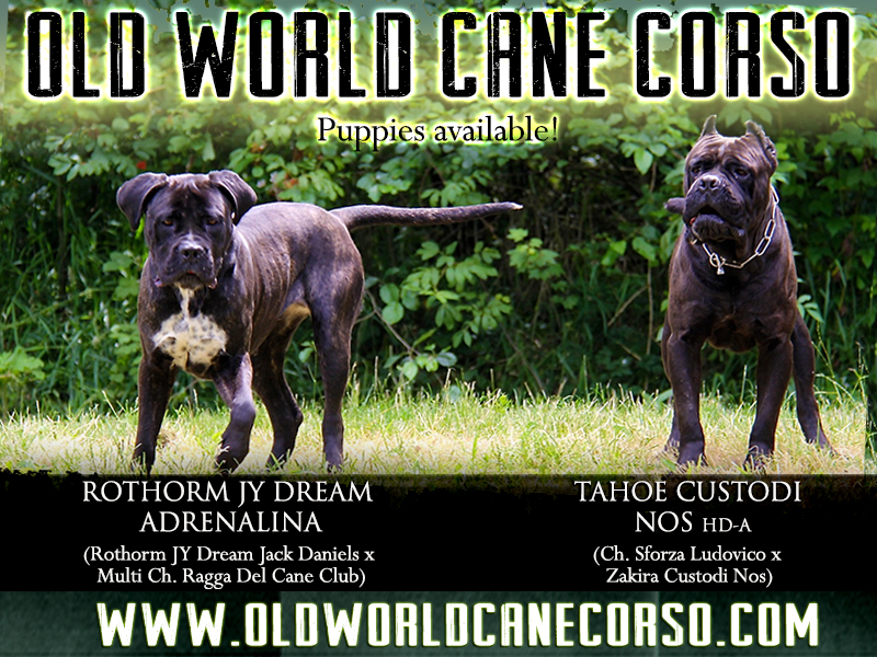 old world cane corso